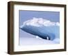 Antarctica, adelie penguin in front of iceberg-Frans Lemmens-Framed Photographic Print