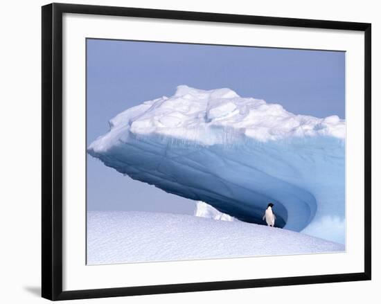 Antarctica, adelie penguin in front of iceberg-Frans Lemmens-Framed Photographic Print