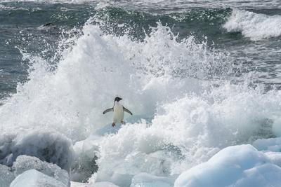 https://imgc.allpostersimages.com/img/posters/antarctica-antarctic-peninsula-brown-bluff-adelie-penguin-crashing-wave_u-L-Q1GSJLS0.jpg?artPerspective=n