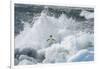 Antarctica, Antarctic Peninsula, Brown Bluff Adelie penguin, crashing wave.-Yuri Choufour-Framed Photographic Print