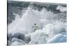 Antarctica, Antarctic Peninsula, Brown Bluff Adelie penguin, crashing wave.-Yuri Choufour-Stretched Canvas