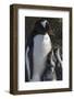 Antarctica, Antarctic Peninsula, Brown Bluff. Gentoo penguin with three chicks.-Yuri Choufour-Framed Photographic Print