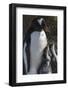 Antarctica, Antarctic Peninsula, Brown Bluff. Gentoo penguin with three chicks.-Yuri Choufour-Framed Photographic Print