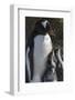 Antarctica, Antarctic Peninsula, Brown Bluff. Gentoo penguin with three chicks.-Yuri Choufour-Framed Photographic Print