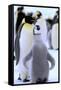 Antarctica, Antarctic Peninsula, Weddell Sea, Atka Bay. Emperor Penguin with chick-Pete Oxford-Framed Stretched Canvas