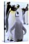 Antarctica, Antarctic Peninsula, Weddell Sea, Atka Bay. Emperor Penguin with chick-Pete Oxford-Stretched Canvas