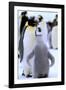 Antarctica, Antarctic Peninsula, Weddell Sea, Atka Bay. Emperor Penguin with chick-Pete Oxford-Framed Photographic Print