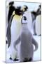 Antarctica, Antarctic Peninsula, Weddell Sea, Atka Bay. Emperor Penguin with chick-Pete Oxford-Mounted Photographic Print