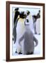 Antarctica, Antarctic Peninsula, Weddell Sea, Atka Bay. Emperor Penguin with chick-Pete Oxford-Framed Photographic Print