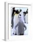 Antarctica, Antarctic Peninsula, Weddell Sea, Atka Bay. Emperor Penguin with chick-Pete Oxford-Framed Photographic Print