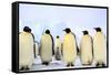 Antarctica, Antarctic Peninsula, Weddell Sea, Atka Bay. Emperor Penguins-Pete Oxford-Framed Stretched Canvas