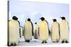 Antarctica, Antarctic Peninsula, Weddell Sea, Atka Bay. Emperor Penguins-Pete Oxford-Stretched Canvas