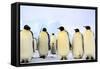 Antarctica, Antarctic Peninsula, Weddell Sea, Atka Bay. Emperor Penguins-Pete Oxford-Framed Stretched Canvas