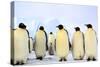 Antarctica, Antarctic Peninsula, Weddell Sea, Atka Bay. Emperor Penguins-Pete Oxford-Stretched Canvas