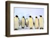 Antarctica, Antarctic Peninsula, Weddell Sea, Atka Bay. Emperor Penguins-Pete Oxford-Framed Photographic Print