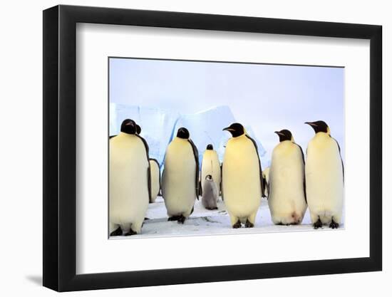 Antarctica, Antarctic Peninsula, Weddell Sea, Atka Bay. Emperor Penguins-Pete Oxford-Framed Photographic Print