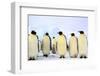 Antarctica, Antarctic Peninsula, Weddell Sea, Atka Bay. Emperor Penguins-Pete Oxford-Framed Photographic Print