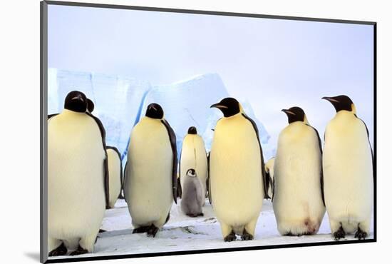 Antarctica, Antarctic Peninsula, Weddell Sea, Atka Bay. Emperor Penguins-Pete Oxford-Mounted Photographic Print