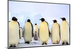 Antarctica, Antarctic Peninsula, Weddell Sea, Atka Bay. Emperor Penguins-Pete Oxford-Mounted Photographic Print