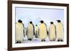 Antarctica, Antarctic Peninsula, Weddell Sea, Atka Bay. Emperor Penguins-Pete Oxford-Framed Photographic Print