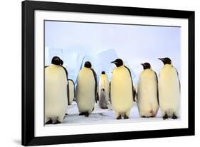 Antarctica, Antarctic Peninsula, Weddell Sea, Atka Bay. Emperor Penguins-Pete Oxford-Framed Photographic Print