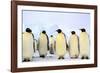 Antarctica, Antarctic Peninsula, Weddell Sea, Atka Bay. Emperor Penguins-Pete Oxford-Framed Photographic Print