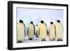 Antarctica, Antarctic Peninsula, Weddell Sea, Atka Bay. Emperor Penguins-Pete Oxford-Framed Photographic Print