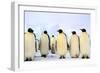 Antarctica, Antarctic Peninsula, Weddell Sea, Atka Bay. Emperor Penguins-Pete Oxford-Framed Photographic Print