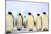 Antarctica, Antarctic Peninsula, Weddell Sea, Atka Bay. Emperor Penguins-Pete Oxford-Mounted Photographic Print