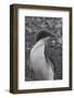 Antarctica. Brown Bluff. Adelie Penguins, Pygoscelis Adeliae-Inger Hogstrom-Framed Photographic Print