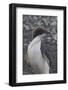 Antarctica. Brown Bluff. Adelie Penguins, Pygoscelis Adeliae-Inger Hogstrom-Framed Photographic Print