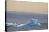 Antarctica. Brown Bluff. Bright Blue Iceberg-Inger Hogstrom-Stretched Canvas