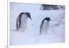 Antarctica, Brown Bluff, Gentoo Penguins in Snow Storm-Hollice Looney-Framed Photographic Print