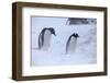 Antarctica, Brown Bluff, Gentoo Penguins in Snow Storm-Hollice Looney-Framed Photographic Print