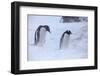 Antarctica, Brown Bluff, Gentoo Penguins in Snow Storm-Hollice Looney-Framed Photographic Print