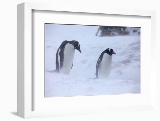 Antarctica, Brown Bluff, Gentoo Penguins in Snow Storm-Hollice Looney-Framed Photographic Print