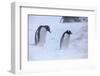 Antarctica, Brown Bluff, Gentoo Penguins in Snow Storm-Hollice Looney-Framed Photographic Print