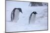 Antarctica, Brown Bluff, Gentoo Penguins in Snow Storm-Hollice Looney-Mounted Photographic Print