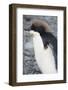 Antarctica. Brown Bluff. Juvenile Adelie Penguin, Pygoscelis Adeliae-Inger Hogstrom-Framed Photographic Print