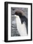 Antarctica. Brown Bluff. Juvenile Adelie Penguin, Pygoscelis Adeliae-Inger Hogstrom-Framed Photographic Print