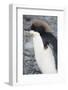 Antarctica. Brown Bluff. Juvenile Adelie Penguin, Pygoscelis Adeliae-Inger Hogstrom-Framed Photographic Print