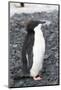 Antarctica. Brown Bluff. Juvenile Adelie Penguin, Pygoscelis Adeliae-Inger Hogstrom-Mounted Photographic Print