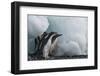 Antarctica. Brown Bluff. Juvenile Adelie Penguins and an Iceberg-Inger Hogstrom-Framed Photographic Print