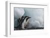 Antarctica. Brown Bluff. Juvenile Adelie Penguins and an Iceberg-Inger Hogstrom-Framed Photographic Print