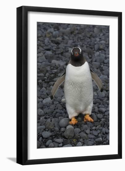 Antarctica. Brown Bluff-Inger Hogstrom-Framed Photographic Print