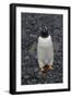 Antarctica. Brown Bluff-Inger Hogstrom-Framed Photographic Print