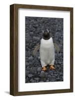 Antarctica. Brown Bluff-Inger Hogstrom-Framed Photographic Print