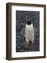 Antarctica. Brown Bluff-Inger Hogstrom-Framed Photographic Print