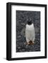 Antarctica. Brown Bluff-Inger Hogstrom-Framed Photographic Print