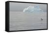 Antarctica. Charlotte Bay. Antarctic Shag and an Iceberg-Inger Hogstrom-Framed Stretched Canvas